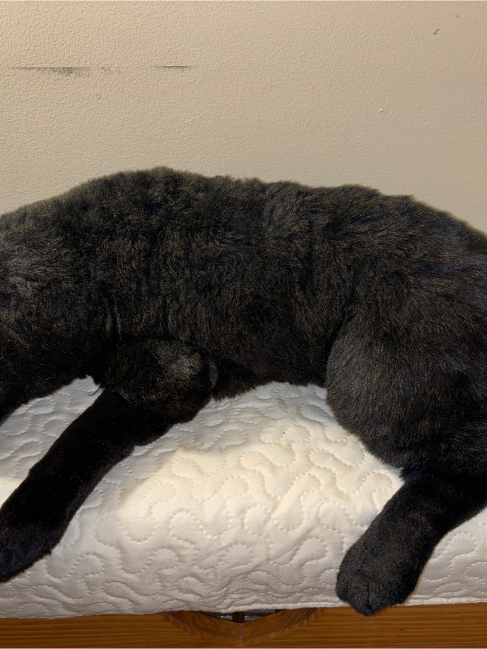 Ditz Design Black Plush Cat Bed Cushion